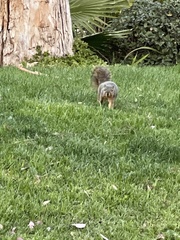 Sciurus niger