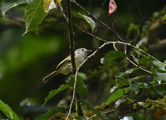 Tolmomyias flavotectus