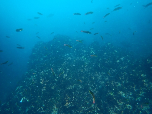 Cortez Rainbow Wrasse
