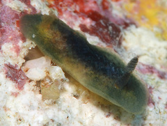 Doris viridis