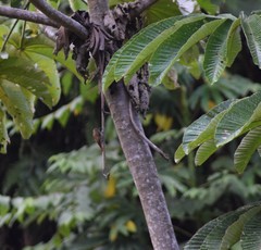 Furnariinae