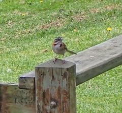 Zonotrichia capensis