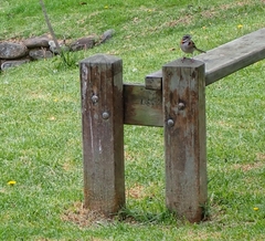 Zonotrichia capensis