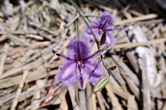 Thysanotus racemoides