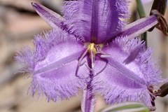 Thysanotus racemoides