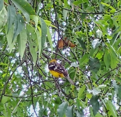 Pheucticus chrysogaster