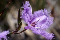 Thysanotus racemoides