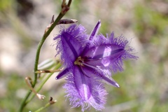 Thysanotus racemoides