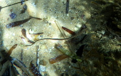 Stigmatopora narinosa