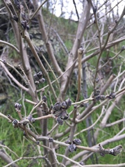 Magnoliopsida