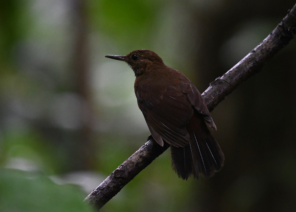 Scaly-throated Leaftosser
