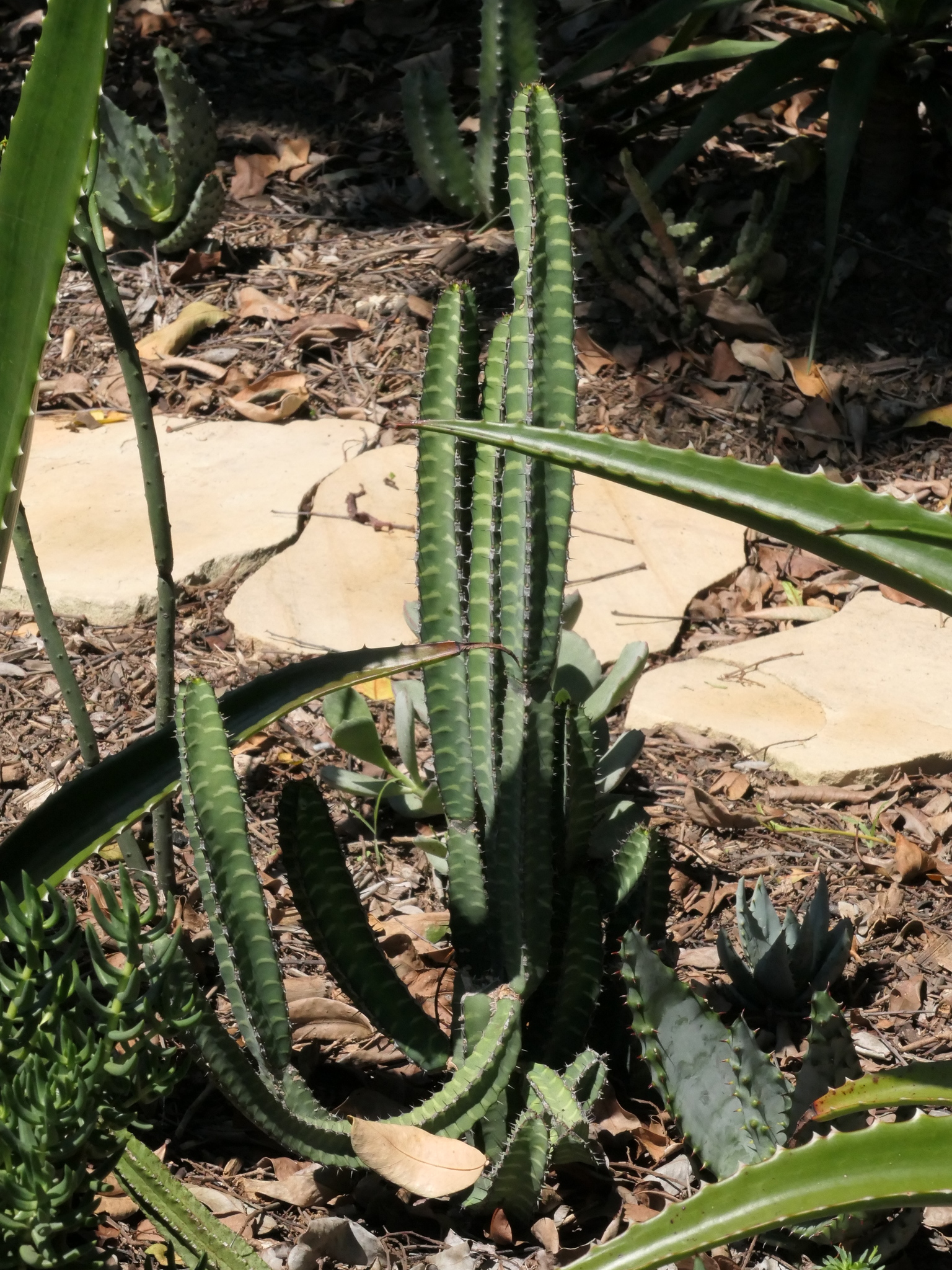Euphorbia borenensis