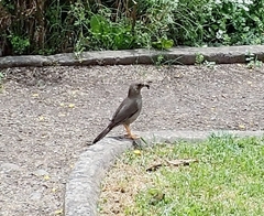 Turdus chiguanco