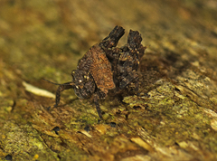 Paraselina