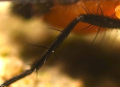 Paradelia intersecta