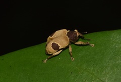 Rhinochenus stigma