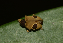 Rhinochenus stigma