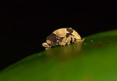 Rhinochenus stigma