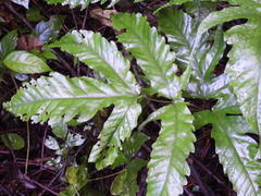 Tectaria heracleifolia