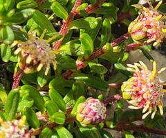 Baccharis nivalis