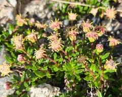 Baccharis nivalis