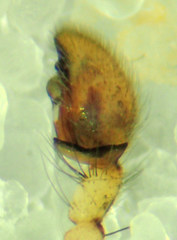 Anyphaena aperta
