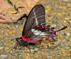 Mimoides lysithous lysithous