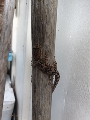 Dactylocnemis pacificus