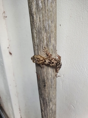 Dactylocnemis pacificus