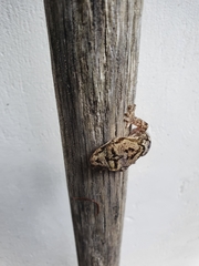 Dactylocnemis pacificus