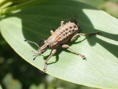 Leptopius duponti