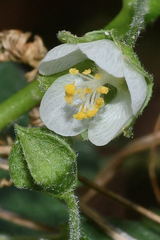 Kearnemalvastrum lacteum