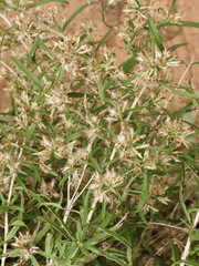 Brickellia longifolia