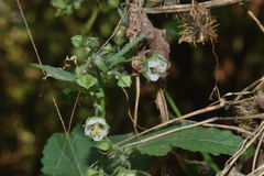 Kearnemalvastrum lacteum