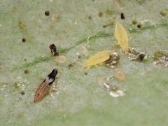 Heliothrips haemorrhoidalis