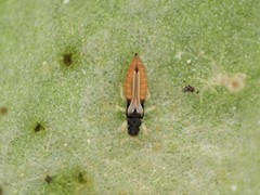 Heliothrips haemorrhoidalis