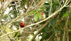 Neochmia phaeton phaeton