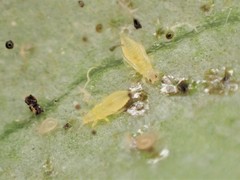 Heliothrips haemorrhoidalis