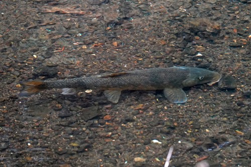 Goose Lake sucker (Catostomus occidentalis) — Catostomidae — 4