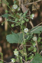 Kearnemalvastrum lacteum