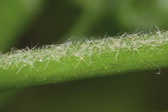 Kearnemalvastrum lacteum