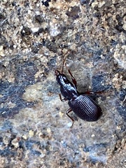 Gastrellarius honestus