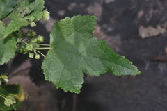 Kearnemalvastrum lacteum