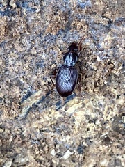 Gastrellarius honestus