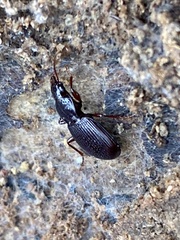 Gastrellarius honestus