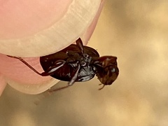 Gastrellarius honestus