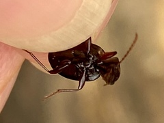 Gastrellarius honestus