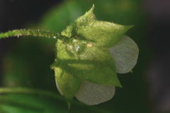 Kearnemalvastrum lacteum