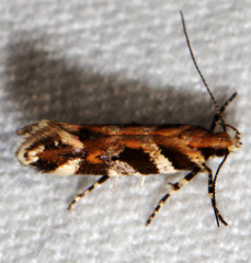 Aristotelia fungivorella