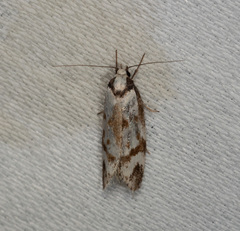 Palimmeces variegata